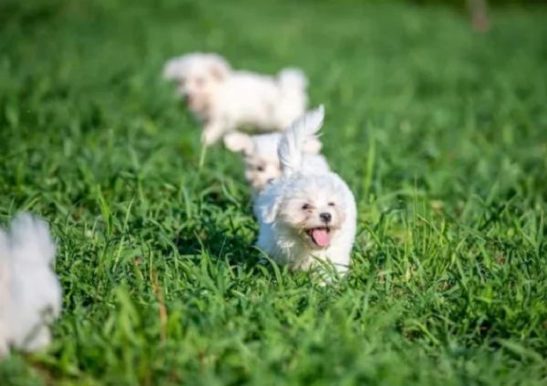 Maltese maschio e femmina per ladozione | Foto 2