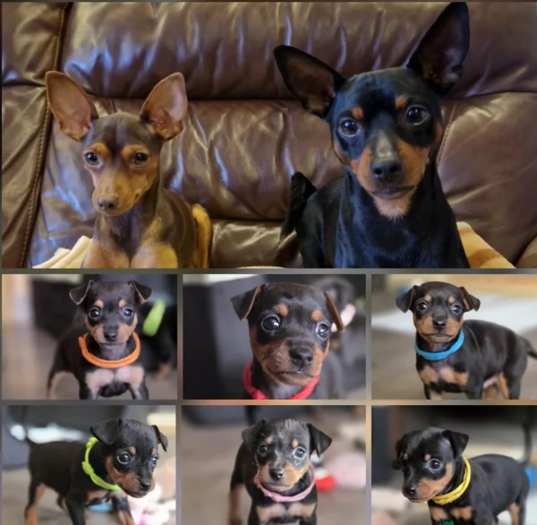 Stupenda i cuccioli PINSCHER toy  per adozione