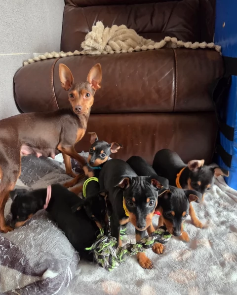 Stupenda i cuccioli PINSCHER toy per adozione