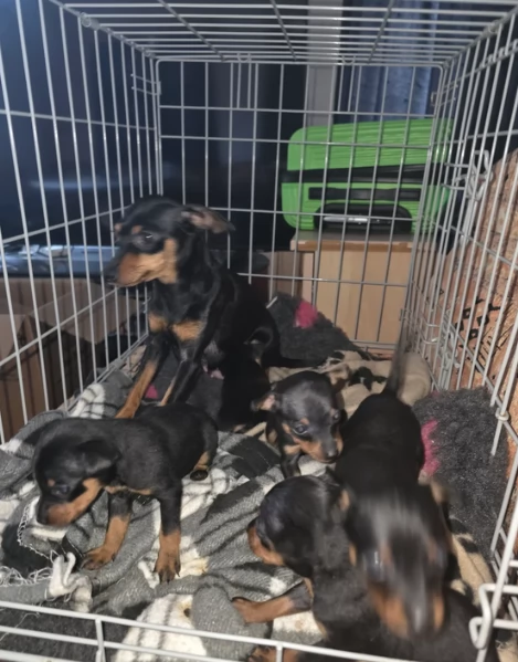 Stupenda i cuccioli PINSCHER toy per adozione | Foto 0