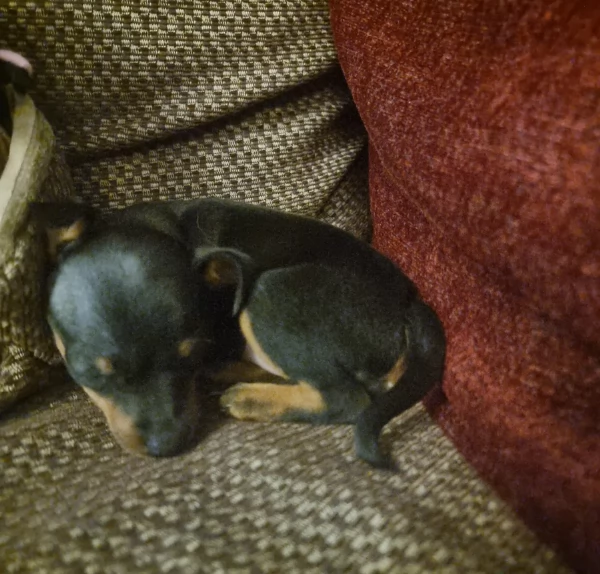 Stupenda i cuccioli PINSCHER toy per adozione | Foto 1