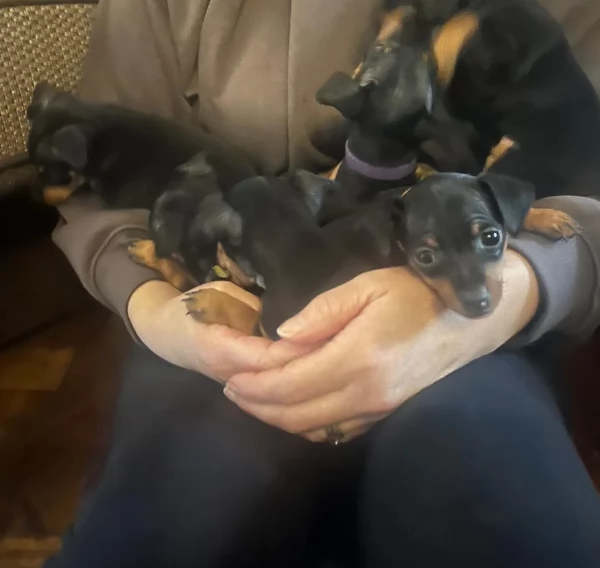 Stupenda i cuccioli PINSCHER toy per adozione | Foto 2
