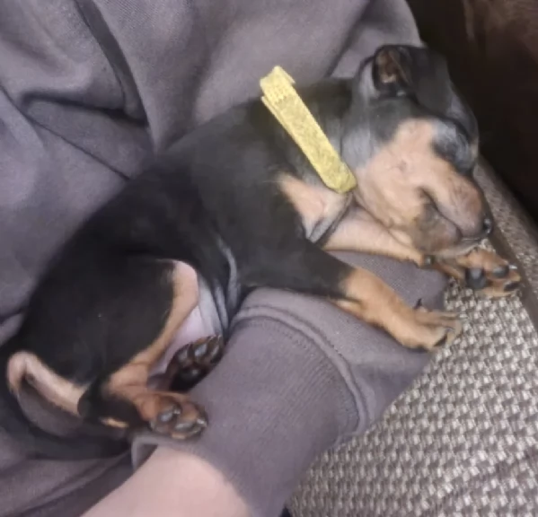 Stupenda i cuccioli PINSCHER toy per adozione