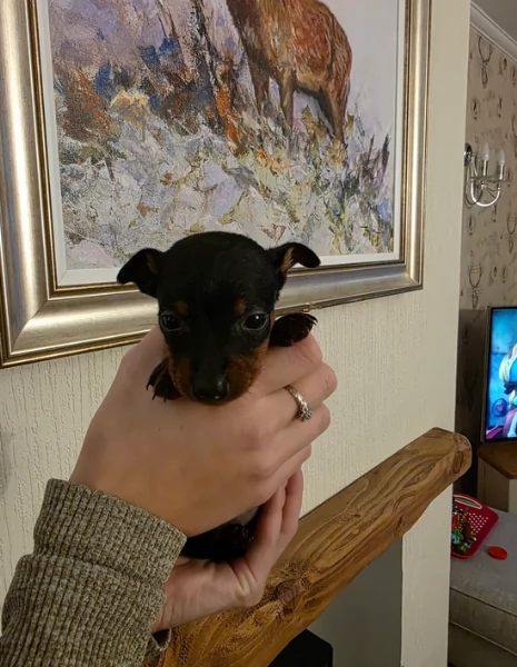 Stupenda i cuccioli PINSCHER toy per adozione | Foto 5