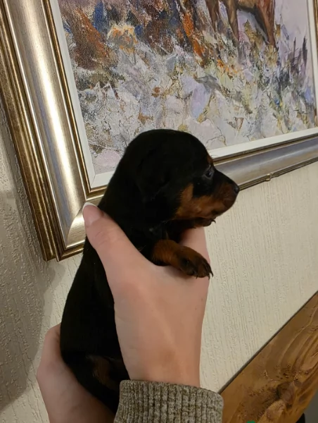 Stupenda i cuccioli PINSCHER toy per adozione | Foto 4