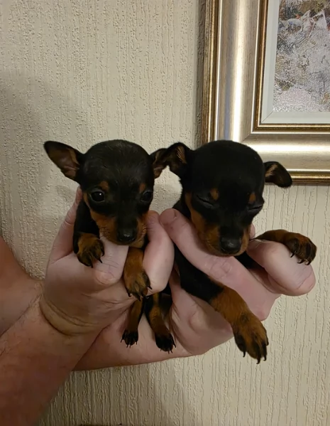 Stupenda i cuccioli PINSCHER toy per adozione