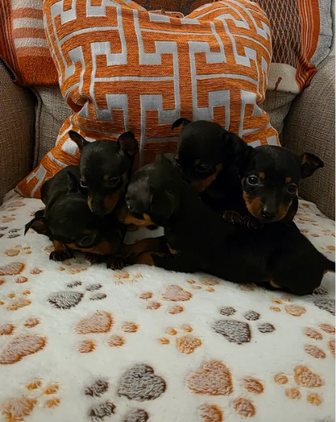 Stupenda i cuccioli PINSCHER toy per adozione | Foto 0