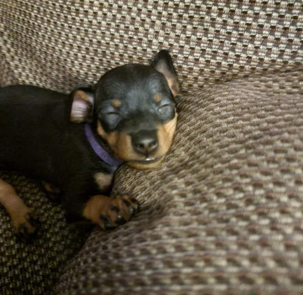 Stupenda i cuccioli PINSCHER toy per adozione | Foto 0