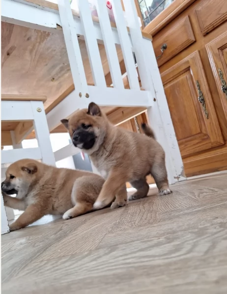 meravigliosi bellissimi cuccioli di shiba inu | Foto 2