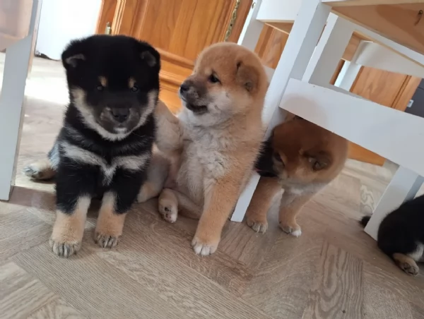 meravigliosi bellissimi cuccioli di shiba inu | Foto 1