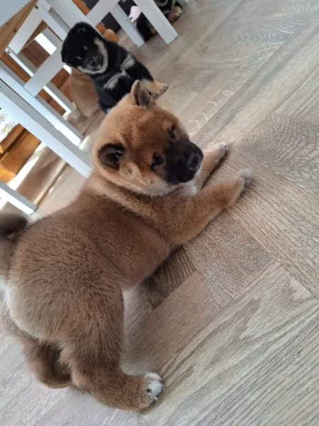 meravigliosi bellissimi cuccioli di shiba inu | Foto 0