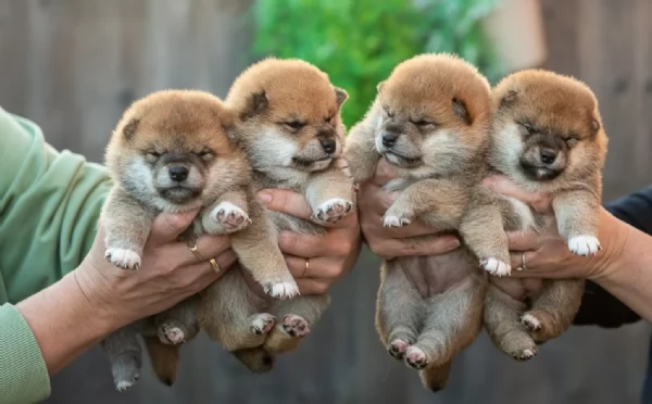 meravigliosi bellissimi cuccioli di shiba inu