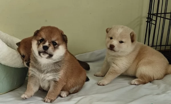 meravigliosi bellissimi cuccioli di shiba inu | Foto 6