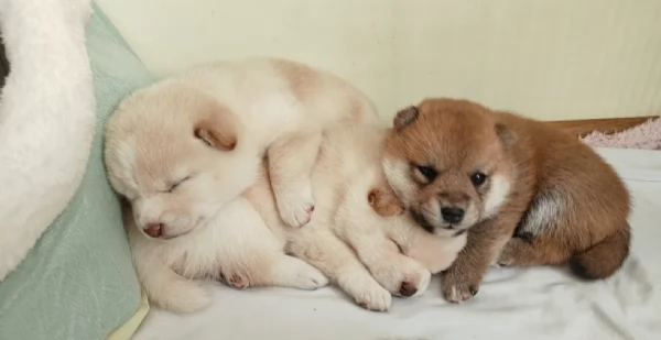 meravigliosi bellissimi cuccioli di shiba inu | Foto 5