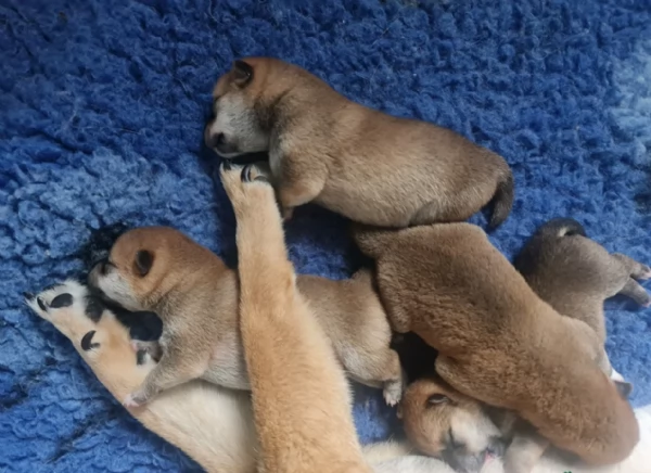meravigliosi bellissimi cuccioli di shiba inu | Foto 4