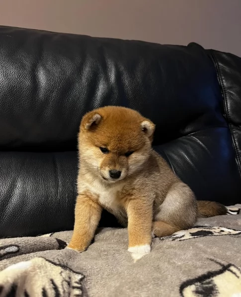 meravigliosi bellissimi cuccioli di shiba inu | Foto 3