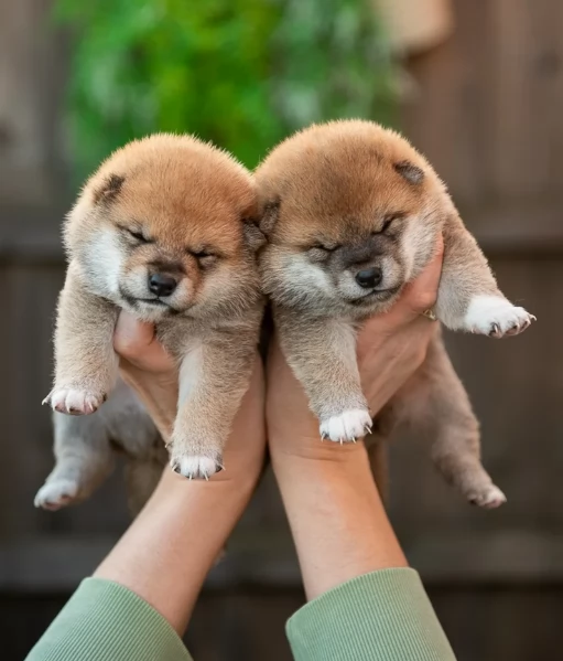 meravigliosi bellissimi cuccioli di shiba inu