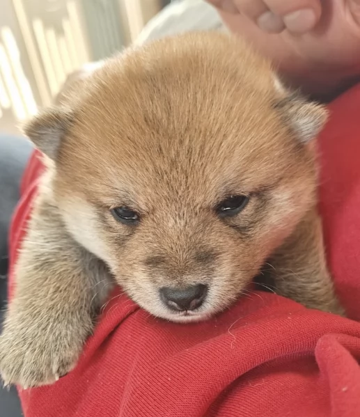 meravigliosi bellissimi cuccioli di shiba inu | Foto 2