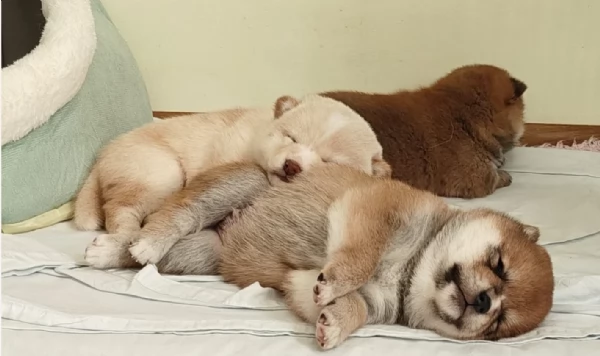 meravigliosi bellissimi cuccioli di shiba inu | Foto 1