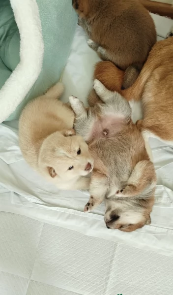 meravigliosi bellissimi cuccioli di shiba inu | Foto 0