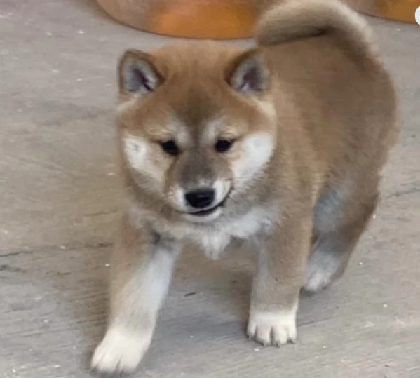 meravigliosi bellissimi cuccioli di shiba inu | Foto 4