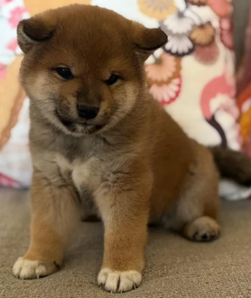 meravigliosi bellissimi cuccioli di shiba inu | Foto 3
