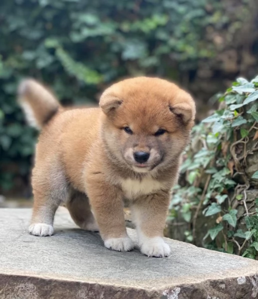meravigliosi bellissimi cuccioli di shiba inu | Foto 0