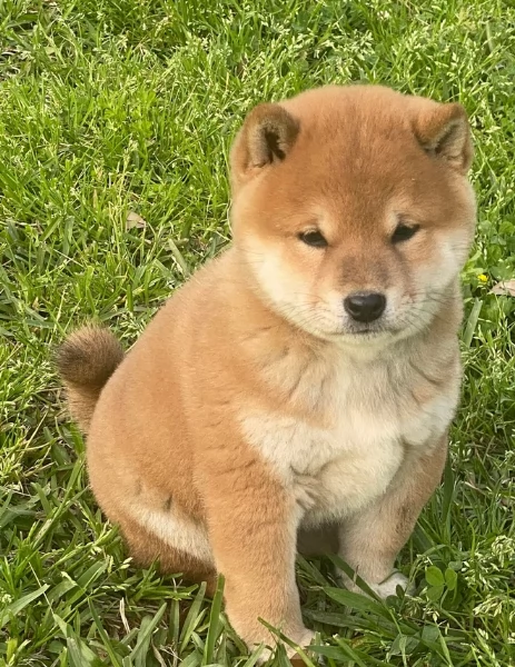 meravigliosi bellissimi cuccioli di shiba inu | Foto 5