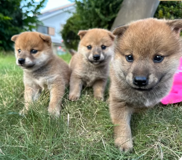 meravigliosi bellissimi cuccioli di shiba inu | Foto 4