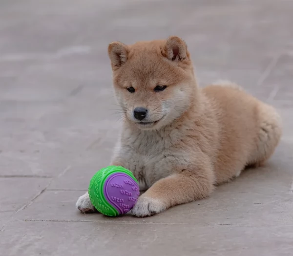 meravigliosi bellissimi cuccioli di shiba inu | Foto 3