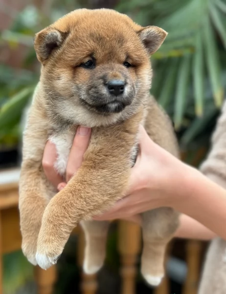 meravigliosi bellissimi cuccioli di shiba inu