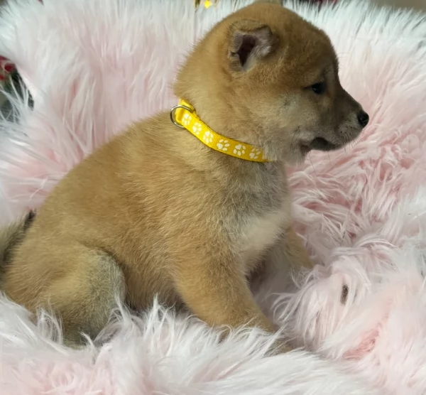 meravigliosi bellissimi cuccioli di shiba inu | Foto 3