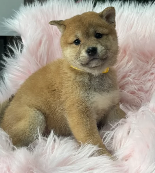 meravigliosi bellissimi cuccioli di shiba inu | Foto 2