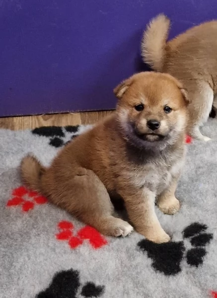meravigliosi bellissimi cuccioli di shiba inu | Foto 1