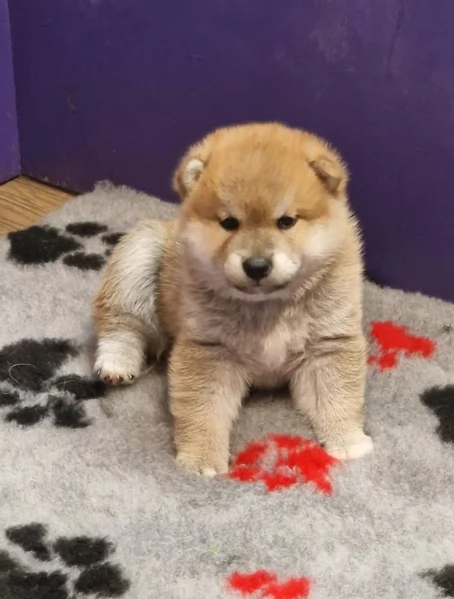 meravigliosi bellissimi cuccioli di shiba inu | Foto 0