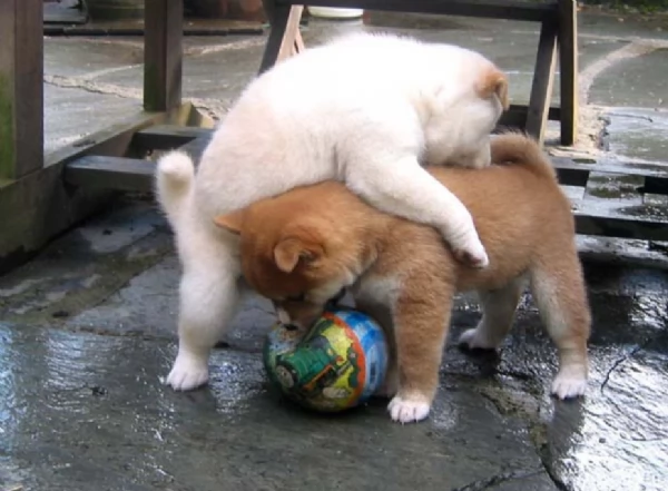 meravigliosi bellissimi cuccioli di shiba inu | Foto 4
