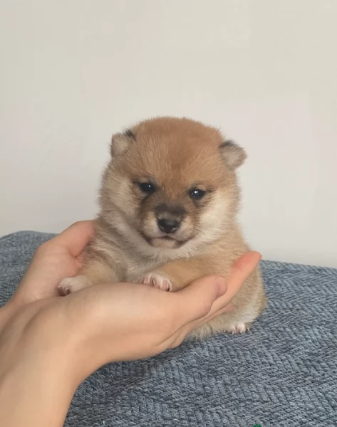 meravigliosi bellissimi cuccioli di shiba inu | Foto 2