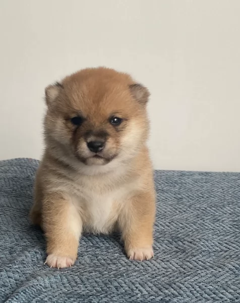 meravigliosi bellissimi cuccioli di shiba inu | Foto 1