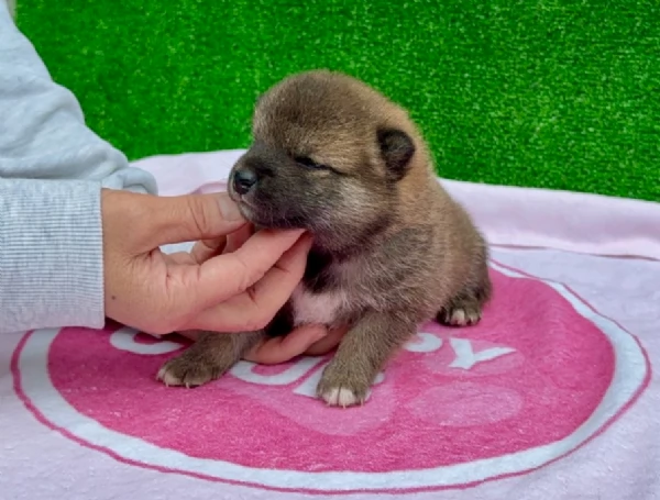 meravigliosi bellissimi cuccioli di shiba inu | Foto 4