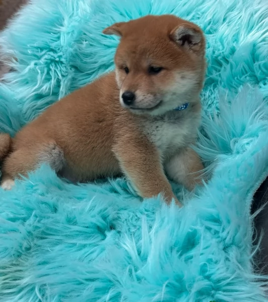 meravigliosi bellissimi cuccioli di shiba inu | Foto 4