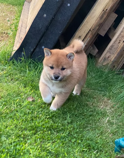 meravigliosi bellissimi cuccioli di shiba inu | Foto 4
