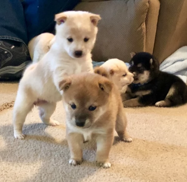 meravigliosi bellissimi cuccioli di shiba inu | Foto 3