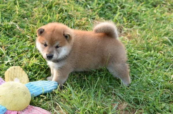 meravigliosi bellissimi cuccioli di shiba inu | Foto 2