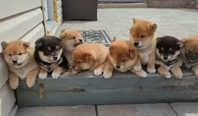 meravigliosi bellissimi cuccioli di shiba inu