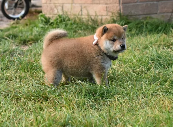 meravigliosi bellissimi cuccioli di shiba inu | Foto 0