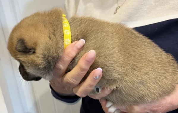 bellissimi cuccioli di shiba inu