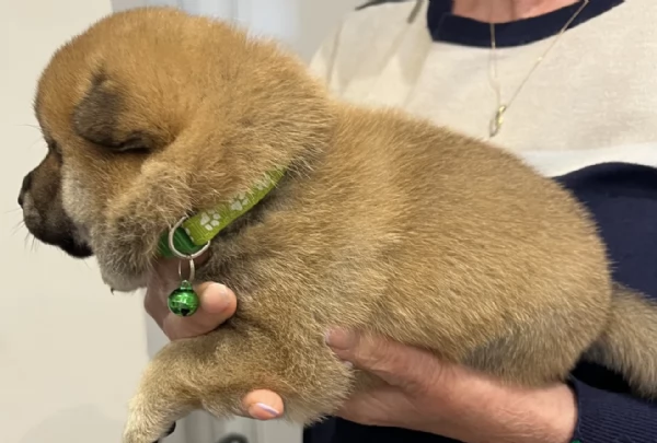 bellissimi cuccioli di shiba inu | Foto 5