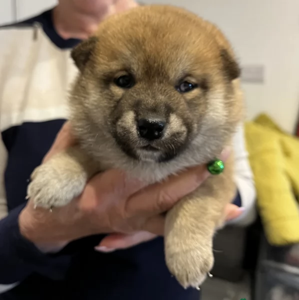 bellissimi cuccioli di shiba inu | Foto 4