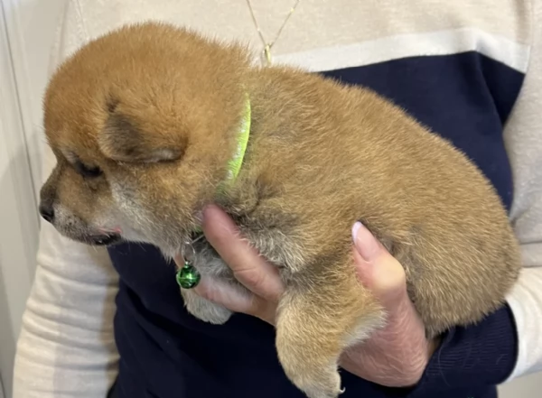 bellissimi cuccioli di shiba inu | Foto 3