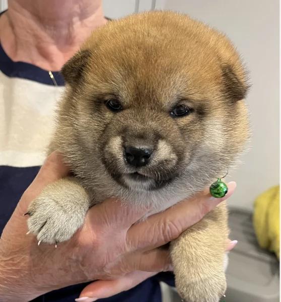 bellissimi cuccioli di shiba inu | Foto 2